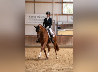 Koń hanowerski, Klacz, 4 lat, 174 cm, Kasztanowata