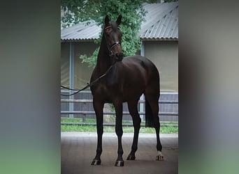 Koń hanowerski, Klacz, 4 lat, 175 cm, Ciemnogniada