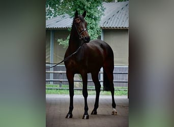 Koń hanowerski, Klacz, 4 lat, 175 cm, Ciemnogniada