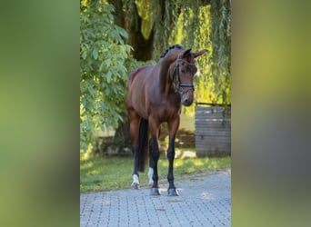Koń hanowerski, Klacz, 4 lat, 175 cm, Gniada
