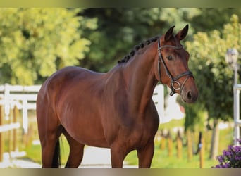 Koń hanowerski, Klacz, 4 lat, 175 cm, Gniada