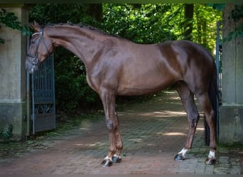 Koń hanowerski, Klacz, 4 lat, 176 cm, Ciemnokasztanowata