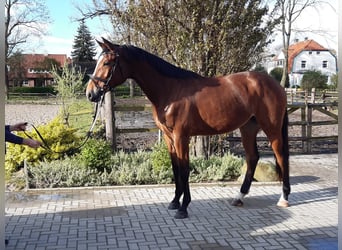 Koń hanowerski, Klacz, 4 lat, 177 cm, Gniada
