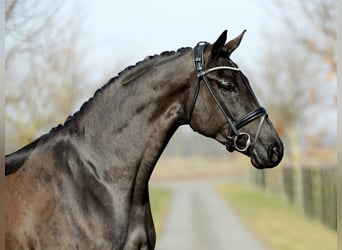 Koń hanowerski, Klacz, 4 lat, 178 cm, Kara