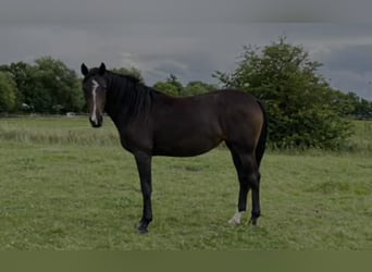 Koń hanowerski, Klacz, 4 lat, Ciemnogniada