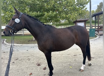 Koń hanowerski Mix, Klacz, 5 lat, 152 cm, Gniada