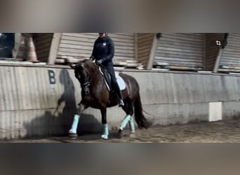 Koń hanowerski, Klacz, 5 lat, 157 cm, Ciemnokasztanowata