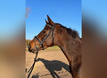 Koń hanowerski, Klacz, 5 lat, 158 cm, Gniada