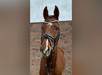 Koń hanowerski, Klacz, 5 lat, 160 cm, Ciemnokasztanowata