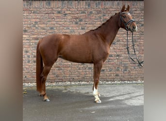 Koń hanowerski, Klacz, 5 lat, 160 cm, Ciemnokasztanowata