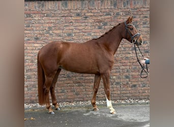 Koń hanowerski, Klacz, 5 lat, 160 cm, Ciemnokasztanowata