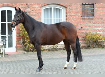 Koń hanowerski, Klacz, 5 lat, 161 cm, Ciemnogniada