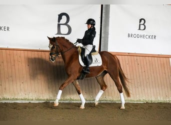 Koń hanowerski, Klacz, 5 lat, 161 cm, Kasztanowata