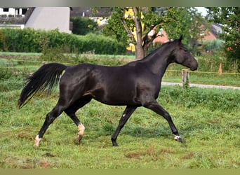 Koń hanowerski, Klacz, 5 lat, 161 cm, Skarogniada