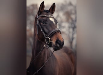 Koń hanowerski, Klacz, 5 lat, 162 cm, Ciemnogniada