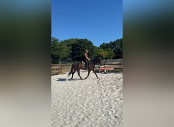 Koń hanowerski, Klacz, 5 lat, 162 cm, Gniada