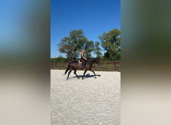 Koń hanowerski, Klacz, 5 lat, 162 cm, Gniada