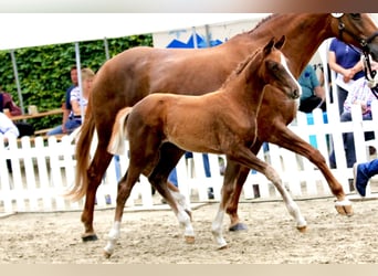 Koń hanowerski, Klacz, 5 lat, 162 cm, Kasztanowata