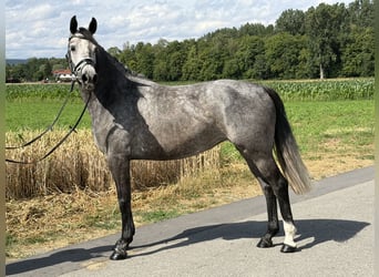 Koń hanowerski, Klacz, 5 lat, 162 cm, Siwa jabłkowita