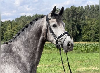 Koń hanowerski, Klacz, 5 lat, 162 cm, Siwa jabłkowita