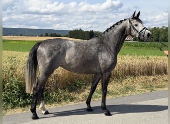 Koń hanowerski, Klacz, 5 lat, 162 cm, Siwa jabłkowita
