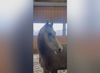 Koń hanowerski, Klacz, 5 lat, 162 cm, Siwa