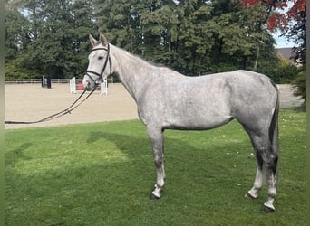 Koń hanowerski, Klacz, 5 lat, 162 cm, Siwa