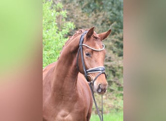 Koń hanowerski, Klacz, 5 lat, 163 cm, Ciemnokasztanowata