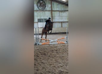 Koń hanowerski, Klacz, 5 lat, 163 cm, Gniada