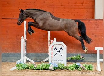 Koń hanowerski, Klacz, 5 lat, 164 cm, Ciemnogniada