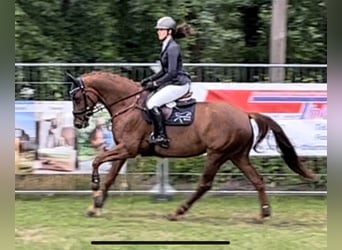 Koń hanowerski, Klacz, 5 lat, 164 cm, Ciemnokasztanowata