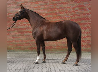 Koń hanowerski, Klacz, 5 lat, 164 cm, Ciemnokasztanowata