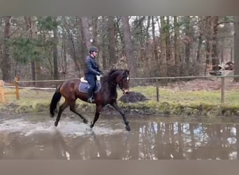 Koń hanowerski, Klacz, 5 lat, 164 cm, Gniada