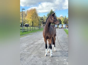 Koń hanowerski, Klacz, 5 lat, 164 cm, Gniada