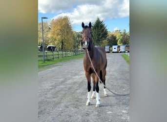 Koń hanowerski, Klacz, 5 lat, 164 cm, Gniada