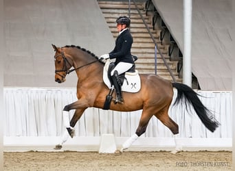 Koń hanowerski, Klacz, 5 lat, 164 cm, Gniada