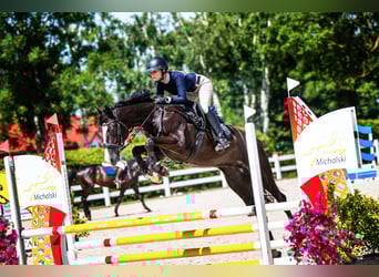Koń hanowerski, Klacz, 5 lat, 164 cm, Kara