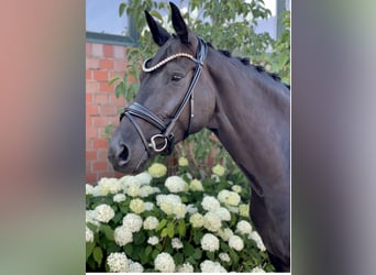 Koń hanowerski, Klacz, 5 lat, 164 cm, Kara