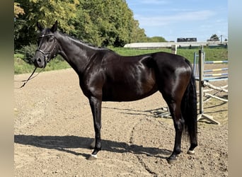 Koń hanowerski, Klacz, 5 lat, 164 cm, Skarogniada