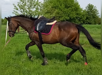 Koń hanowerski Mix, Klacz, 5 lat, 165 cm, Ciemnogniada
