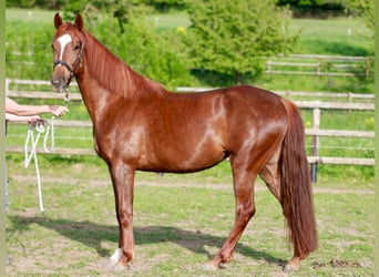 Koń hanowerski, Klacz, 5 lat, 165 cm, Ciemnokasztanowata