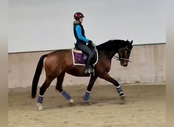 Koń hanowerski, Klacz, 5 lat, 165 cm, Gniada