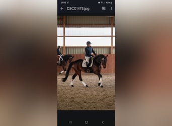 Koń hanowerski, Klacz, 5 lat, 165 cm, Gniada