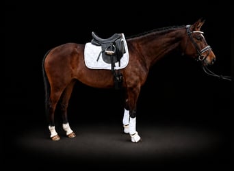 Koń hanowerski, Klacz, 5 lat, 165 cm, Gniada