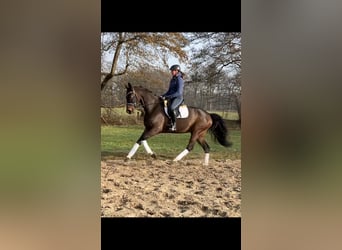 Koń hanowerski, Klacz, 5 lat, 165 cm, Gniada