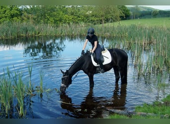 Koń hanowerski, Klacz, 5 lat, 165 cm, Kara