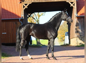 Koń hanowerski, Klacz, 5 lat, 165 cm, Kara