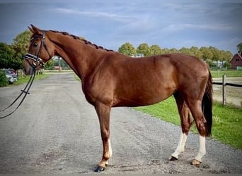 Koń hanowerski, Klacz, 5 lat, 165 cm, Kasztanowata