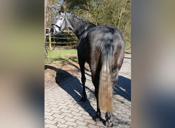 Koń hanowerski, Klacz, 5 lat, 165 cm, Siwa