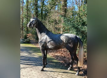 Koń hanowerski, Klacz, 5 lat, 165 cm, Siwa